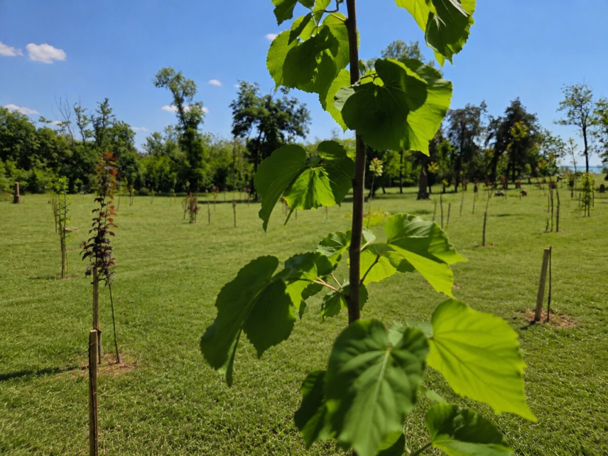A Balatonkenesei Emlékliget parkos-ligetes környezete